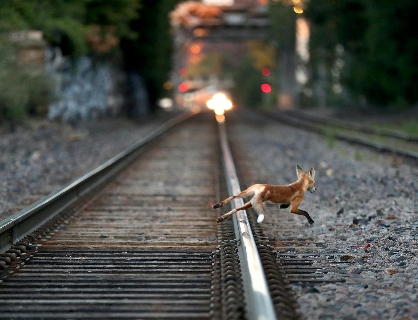 A fox bolted from a set of railroad tracks after frolicking on the tracks with another fox Tuesday, July 31, 2018, on Nicollet Island in Minneapolis, MN.] DAVID JOLES � david.joles@startribune.com Fox photos for Outdoors page