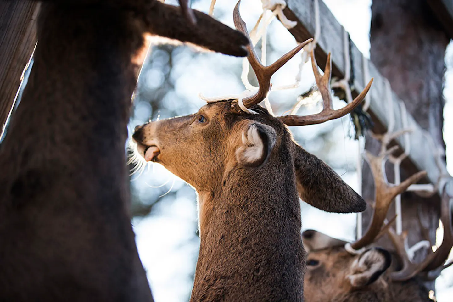 Minnesota opener at deer camp: 'A really special place'