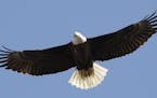 A bald eagle flies over its nest at the Martin State Airport in Middle River, Md., Tuesday, Feb. 24, 2009. Officials from the U.S. Fish and Wildlife S