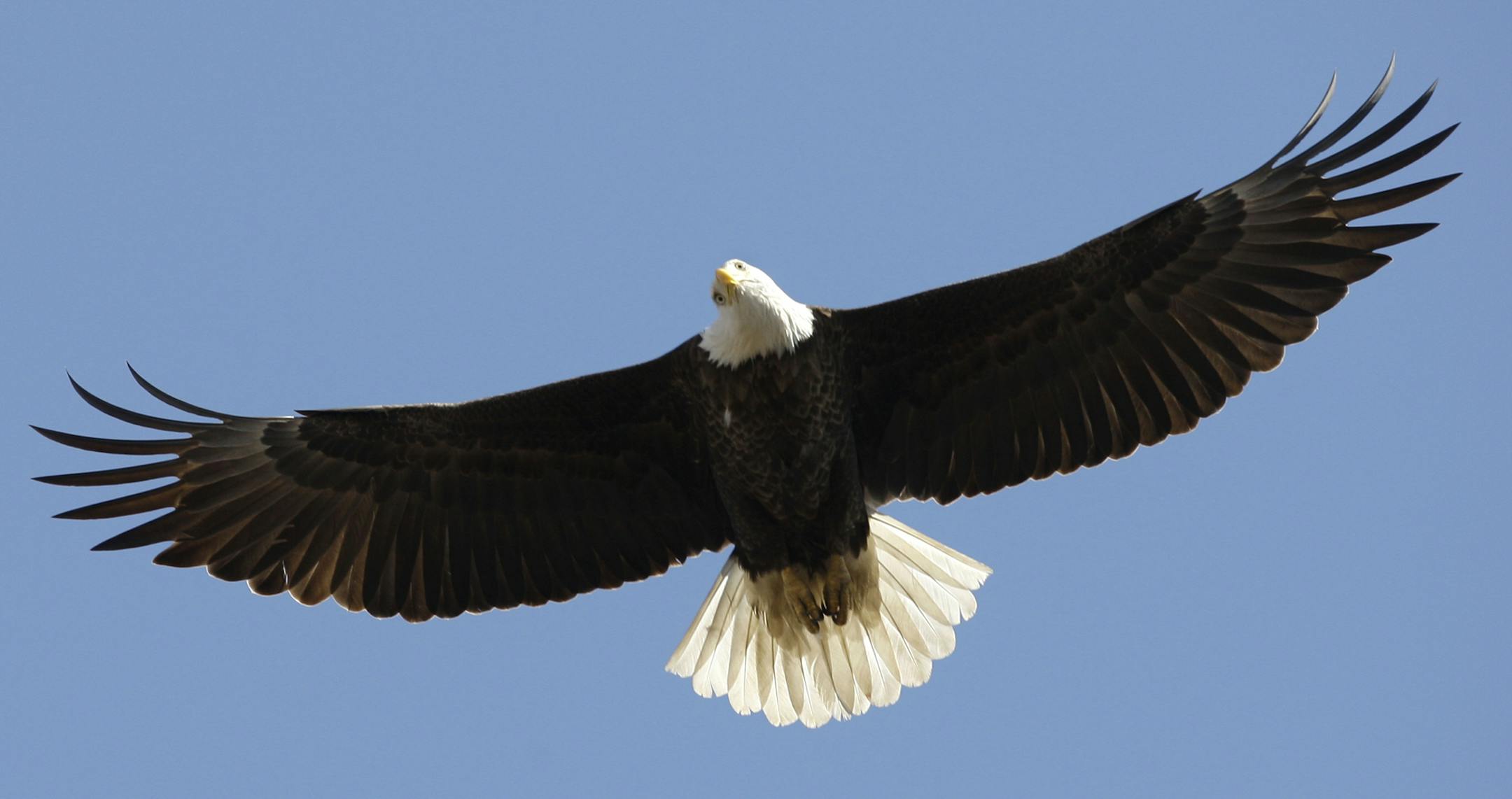 A bald eagle flies over its nest at the Martin State Airport in Middle River, Md., Tuesday, Feb. 24, 2009. Officials from the U.S. Fish and Wildlife Service removed the nest in hopes the eagles build another one further away from runways where they might conflict with air traffic. (AP Photo/Rob Carr) ORG XMIT: BA101