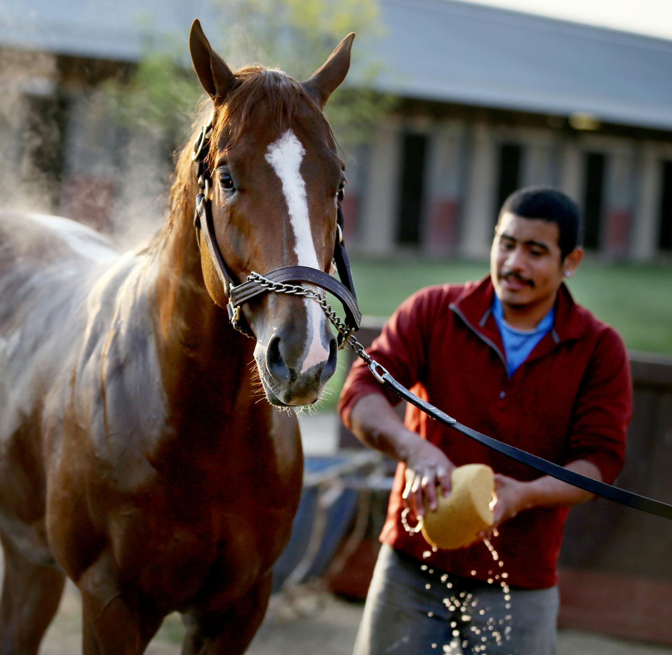 Groom Frank Martinez helps cool down Warrior's Kid after a workout, in preparation for the start of live racing Saturday and seen Thursday, May 19, 2016, at Canterbury Park, in Shakopee, MN.](DAVID JOLES/STARTRIBUNE)djoles@startribune Live racing begins again at Canterbury Park Saturday, May 20, 2016.**Frank Martinez,cq