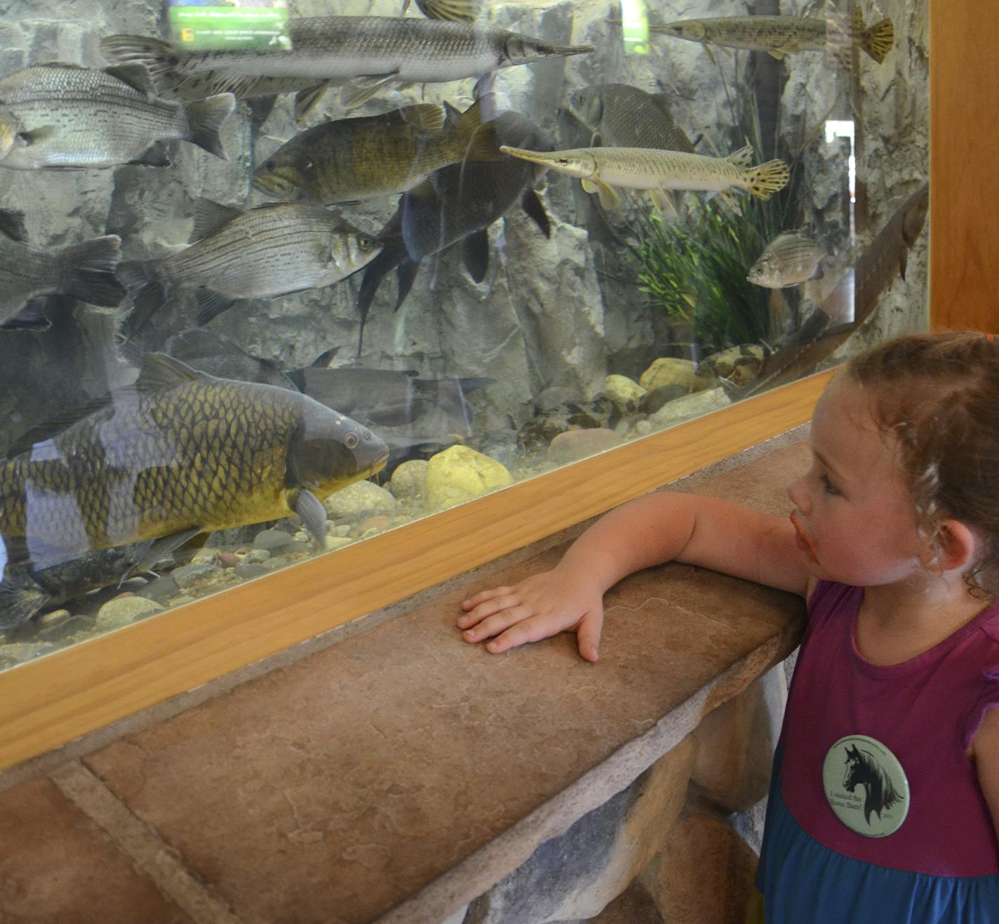 The indoor fish exhibit, renovated in 2013, features five large aquariums of Minnesota fish. Photo by DNR staff photographer Deborah Rose