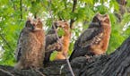 Caption: Photo by Andrew Larkin A trio of curious young great horned owl siblings scrutinizes any and all activity under their tree.
