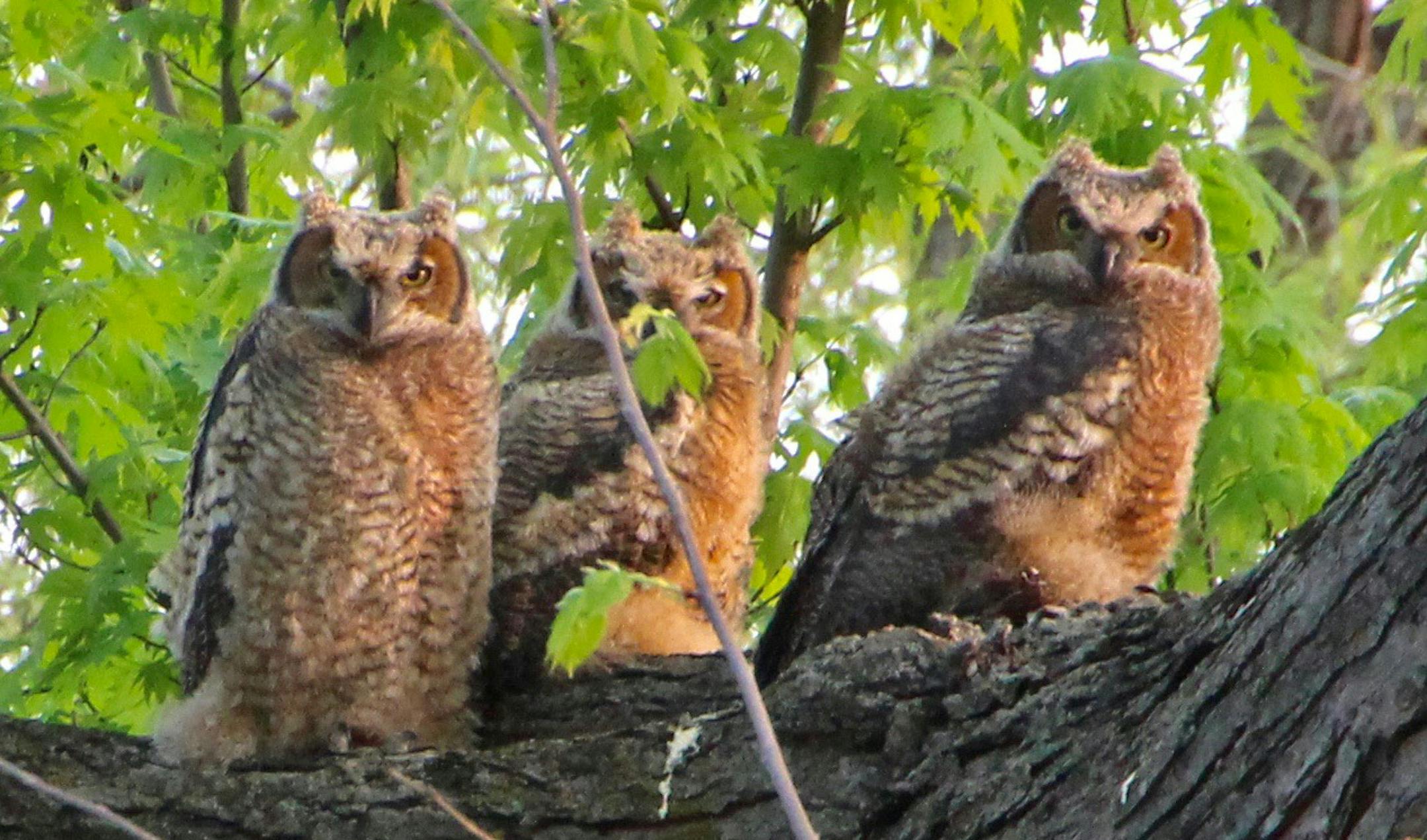 Caption: Photo by Andrew Larkin A trio of curious young great horned owl siblings scrutinizes any and all activity under their tree.