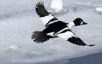 A Common Goldeneye duck flies over an open ferry channel on Lake Champlain on Wednesday, March 5, 2014, in Essex, N.Y. Lake Champlain is frozen solid,