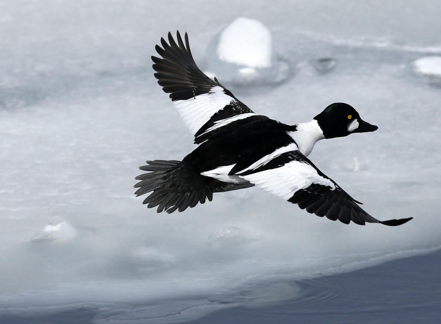 A Common Goldeneye duck flies over an open ferry channel on Lake Champlain on Wednesday, March 5, 2014, in Essex, N.Y. Lake Champlain is frozen solid, except for two stretches of open water where two ferries carry passengers between Vermont and New York. The only open water within miles is attracting thousands of ducks and bald eagles looking to eat the ducks. It is had the side benefit of attracting birders from far away looking to spot rare duck species. (AP Photo/Mike Groll) ORG XMIT: NYMG205