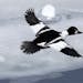 A Common Goldeneye duck flies over an open ferry channel on Lake Champlain on Wednesday, March 5, 2014, in Essex, N.Y. Lake Champlain is frozen solid,