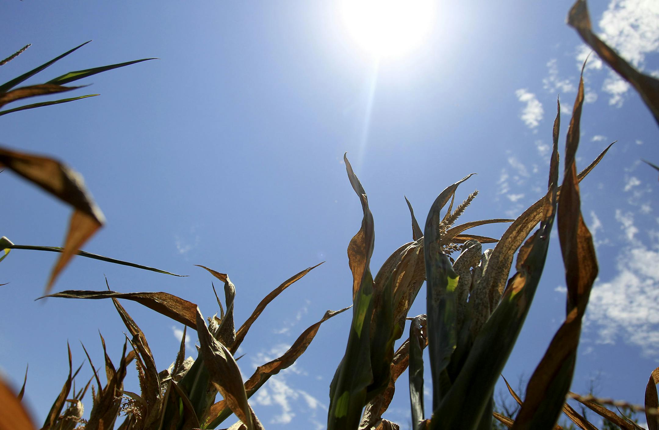 Much of the nation&#x2019;s 2012 corn crop suffered from drought and prices rose accordingly, allowing Minnesota farmers who got timely rains to have profitable years.