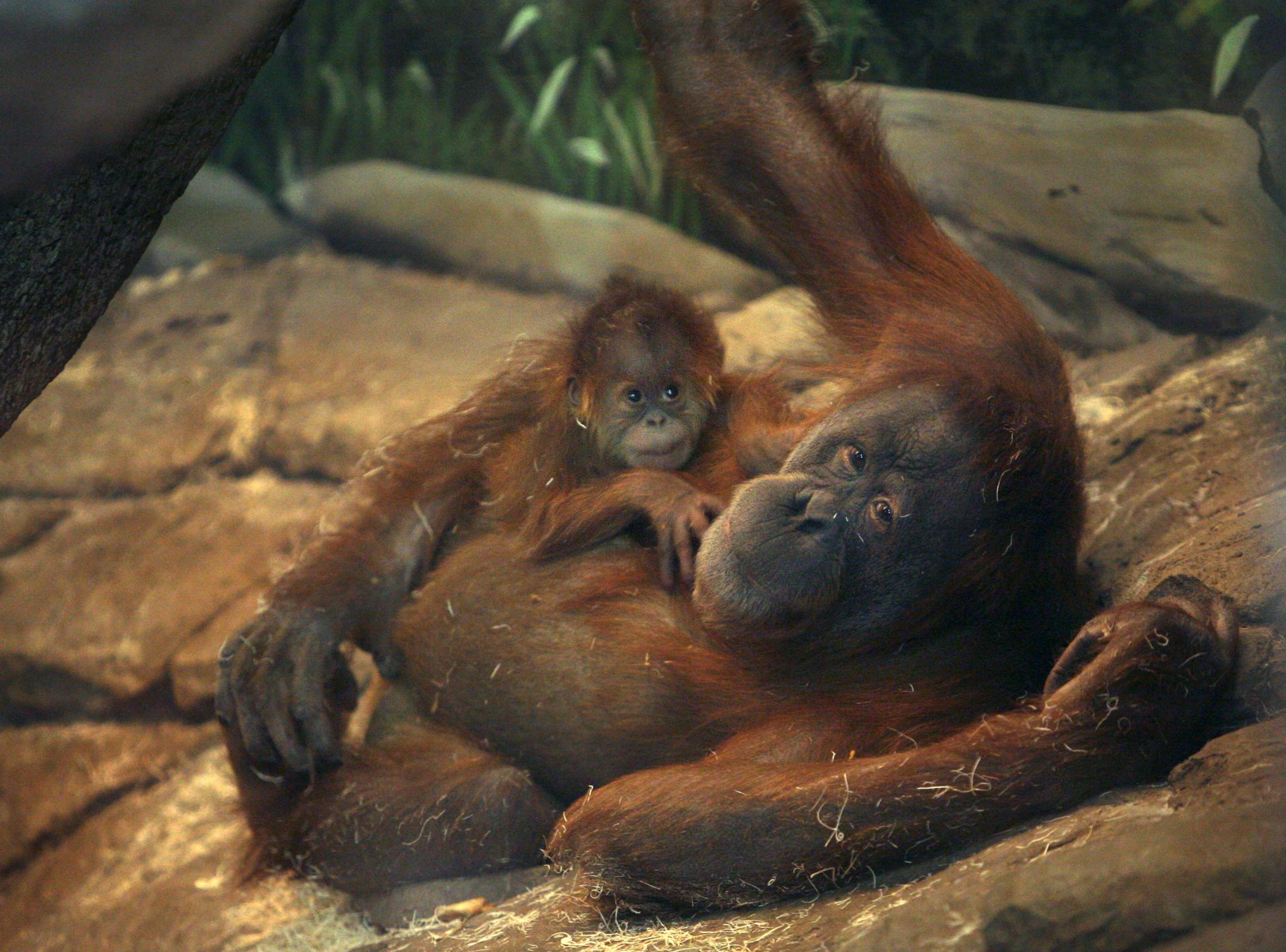 Jaya, a 2-month-old baby orangutan at the Como Zoo in St. Paul, rested Monday on his mother, Markisa. The baby's name was announced in the primate building, with the mother and child there. The Sumunar Youth Gamelan Ensemble helped set the mood with Indonesian music.