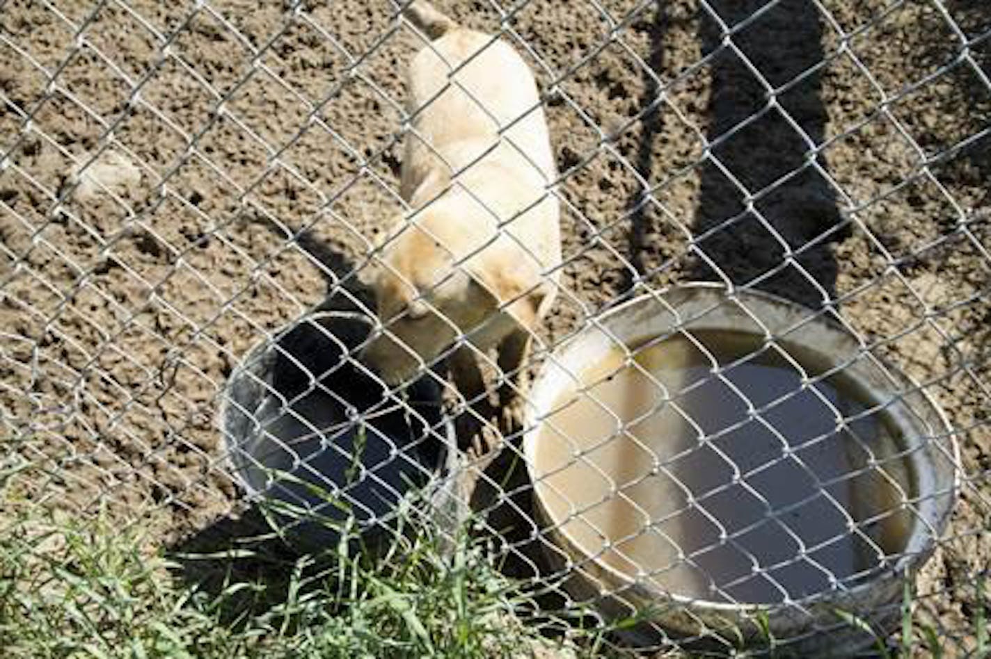 Photos from a dog breeding operation in Pine River, Minn. There were 133 dogs seized from there on Tuesday.