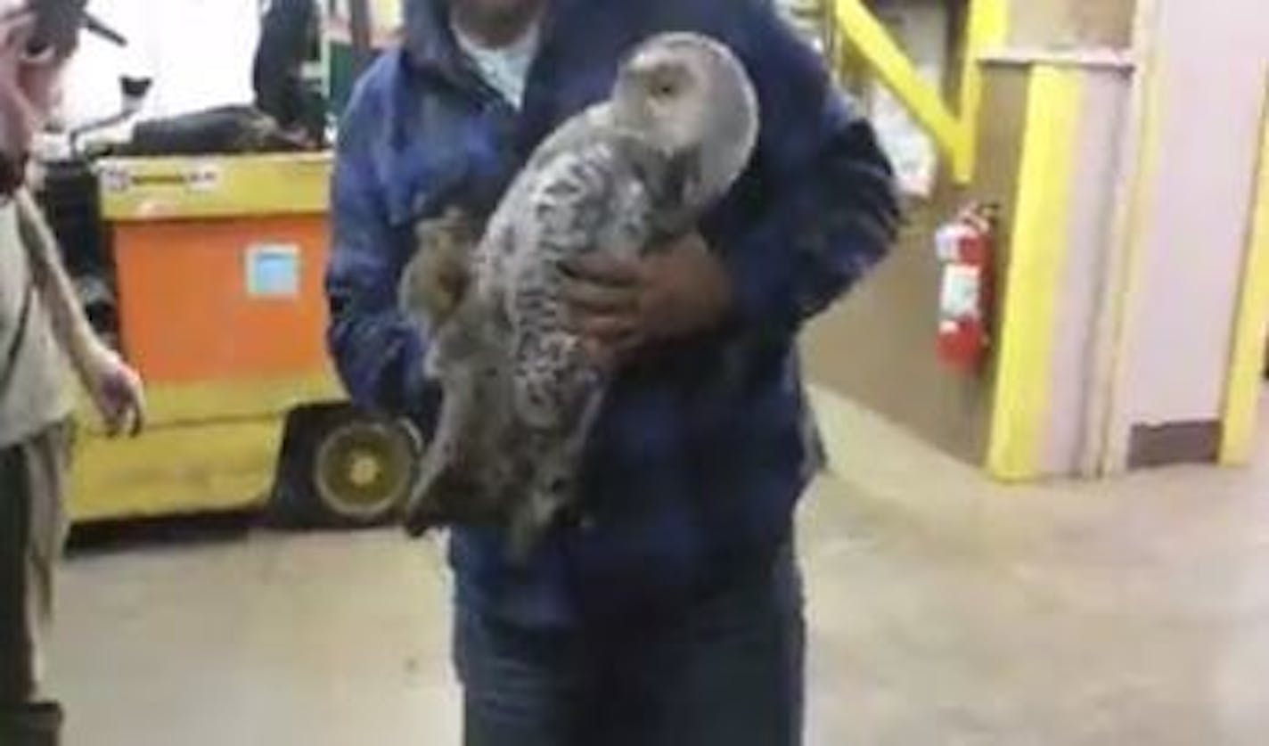 A snowy owl somehow made its way in through an exhaust venting system at Alakef Coffee in Duluth, Minn.