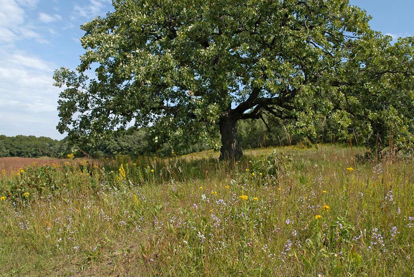 Prairie Flowers in the restored native grass prairie in Hyland Lake Park Reserve, Bloomington. The park district depends on volunteers to collect hundreds of pounds of prairie seeds each year.