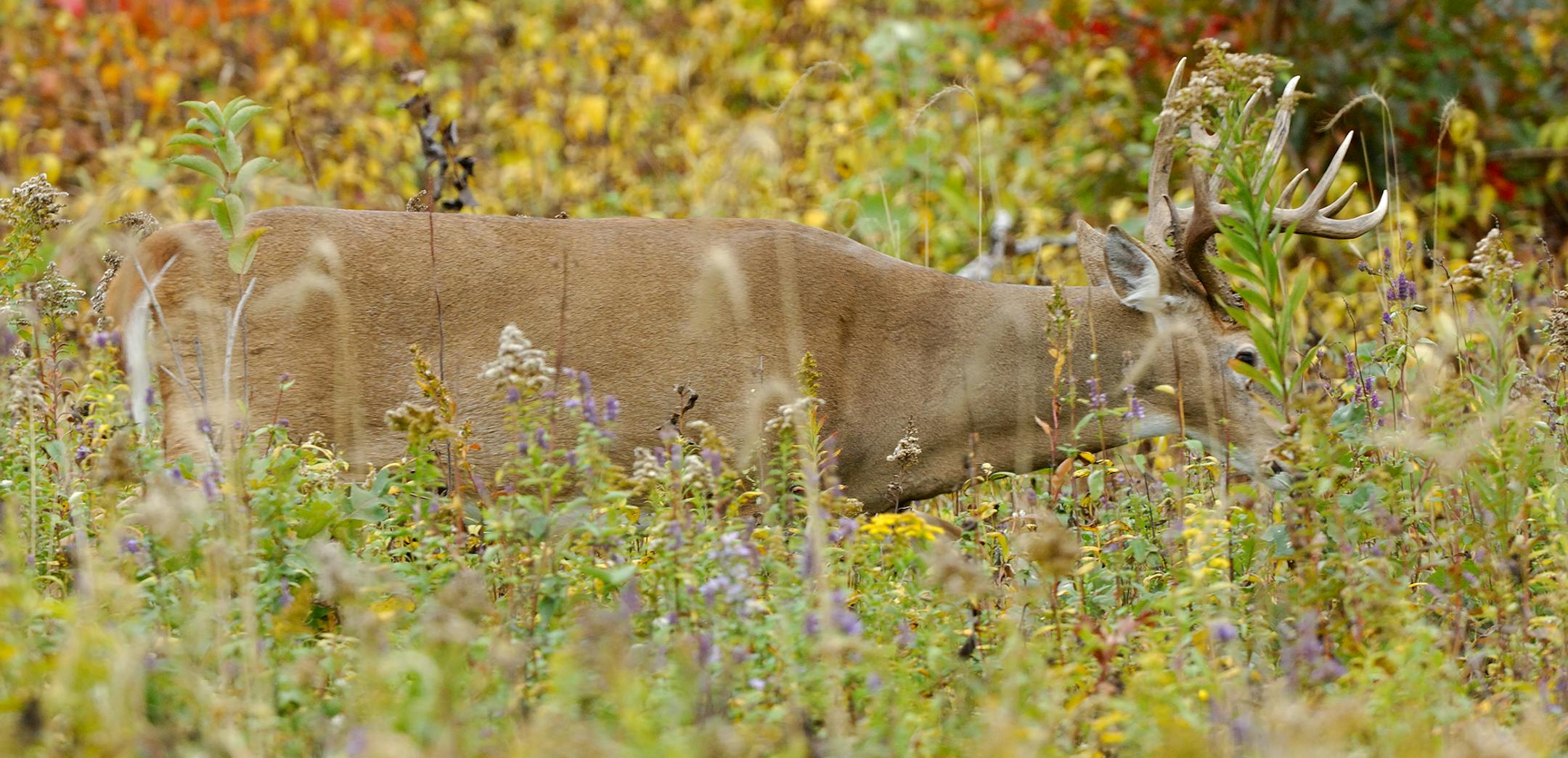 DO NOT USE! ONE-TIME USE WITH BILL MARCHEL COPY ONLY. PHOTO BY BILL MARCHEL. The photographer was able to stalk within 25 yards of this dandy buck. The deer continued to feed while being photographed.
