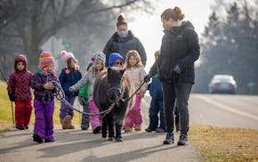 Elissa Mallory, the animal specialist at Children's Country Day School, called on the school's 5 year olds to help her walk "Cece" the miniature horse