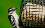 Downy woodpeckers are big fans of suet, either purchased or homemade.