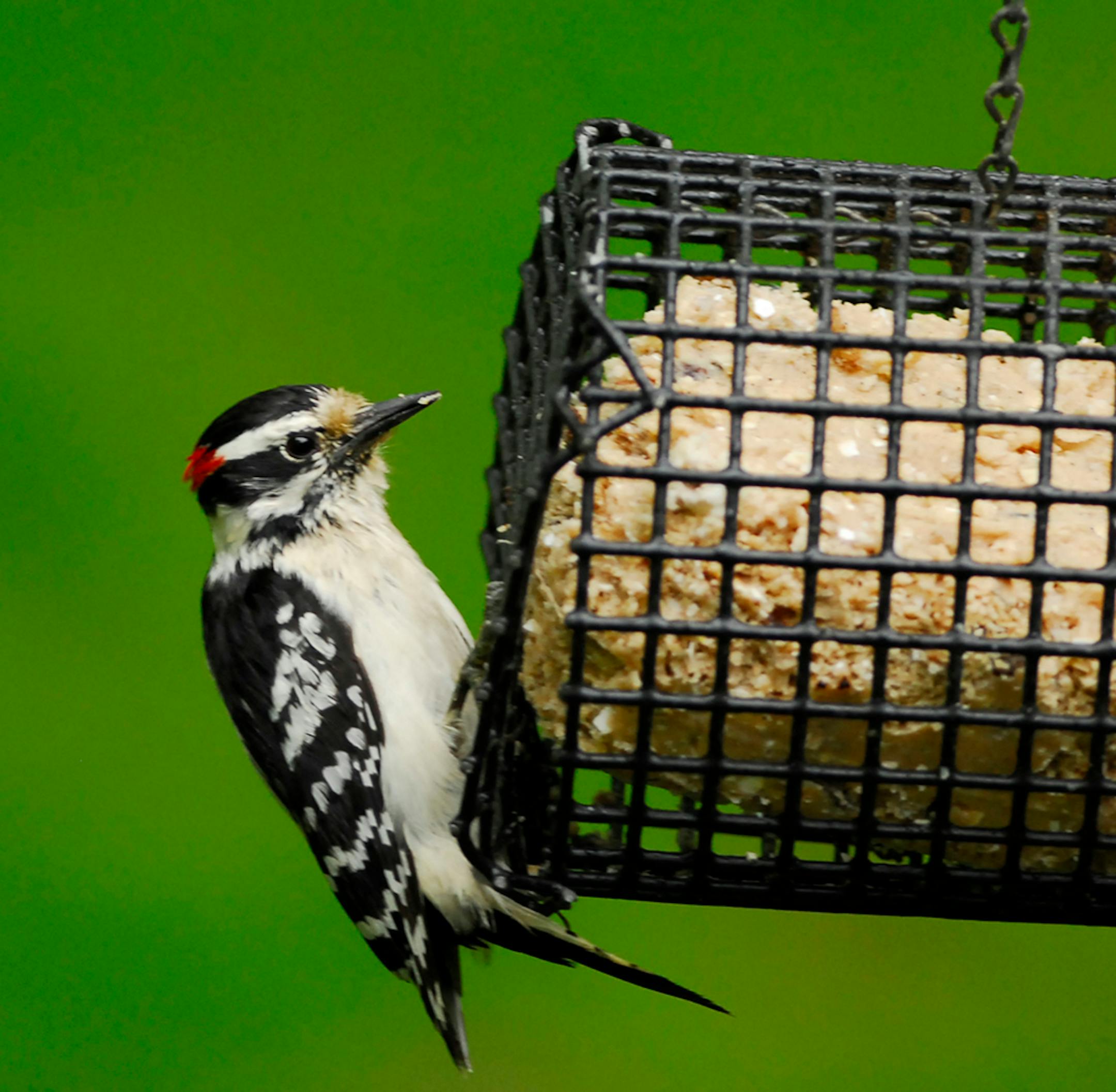 Downy woodpeckers are big fans of suet, either purchased or homemade.