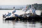 Pelicans sit in the morning sunlight on Bird Island in Kabetogama Lake. ] (Leila Navidi/Star Tribune) leila.navidi@startribune.com BACKGROUND INFORMAT