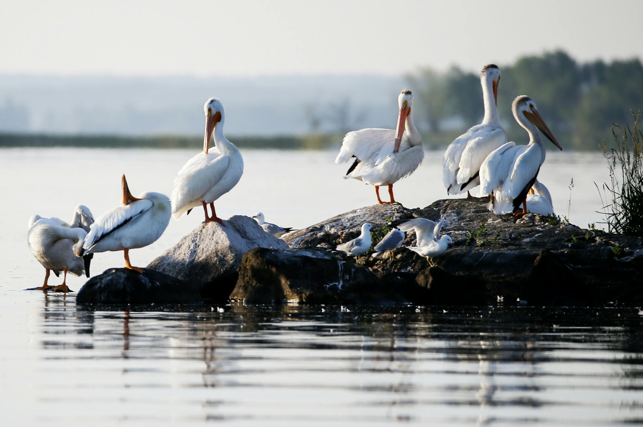 Pelicans sit in the morning sunlight on Bird Island in Kabetogama Lake. ] (Leila Navidi/Star Tribune) leila.navidi@startribune.com BACKGROUND INFORMATION: Voyageurs National Park in Minnesota on Friday, June 24, 2016.