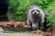 A raccoon stood on top of a St. Paul sewer drain while other raccoons took shelter from the rain inside.