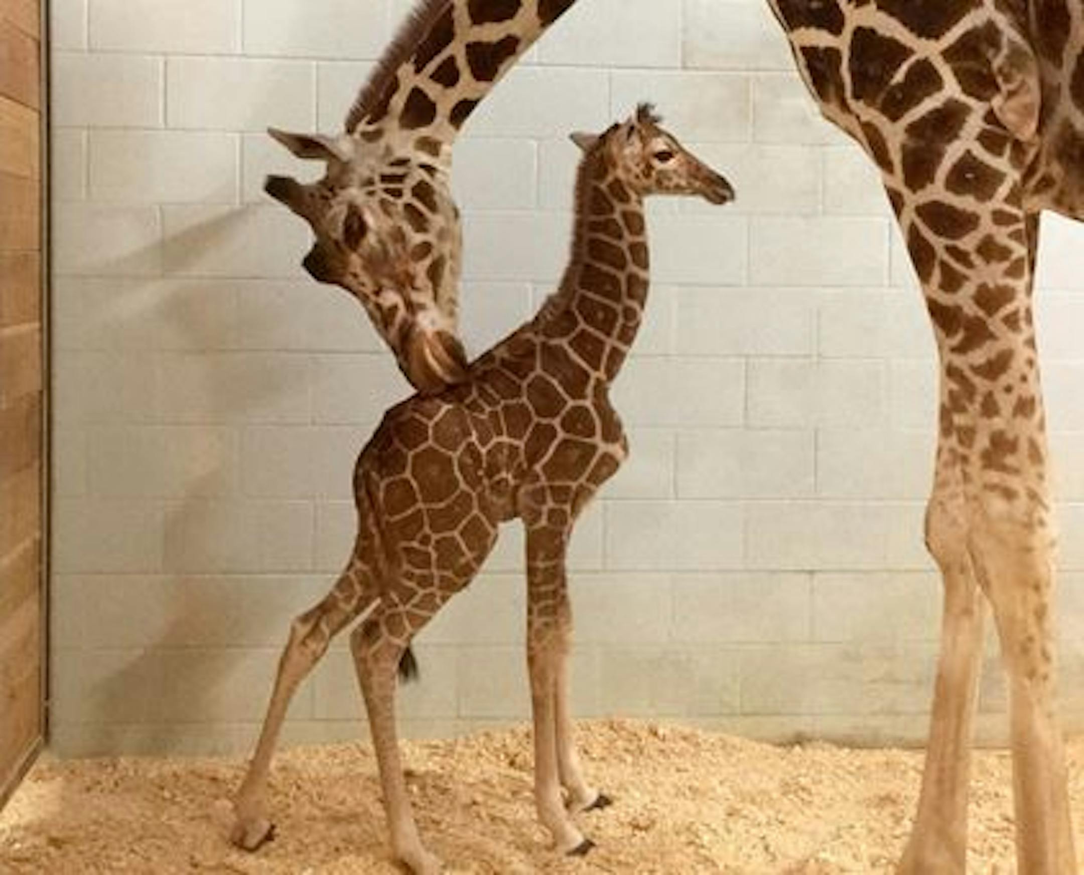 Daisy gave birth Tuesday at the Como Zoo.