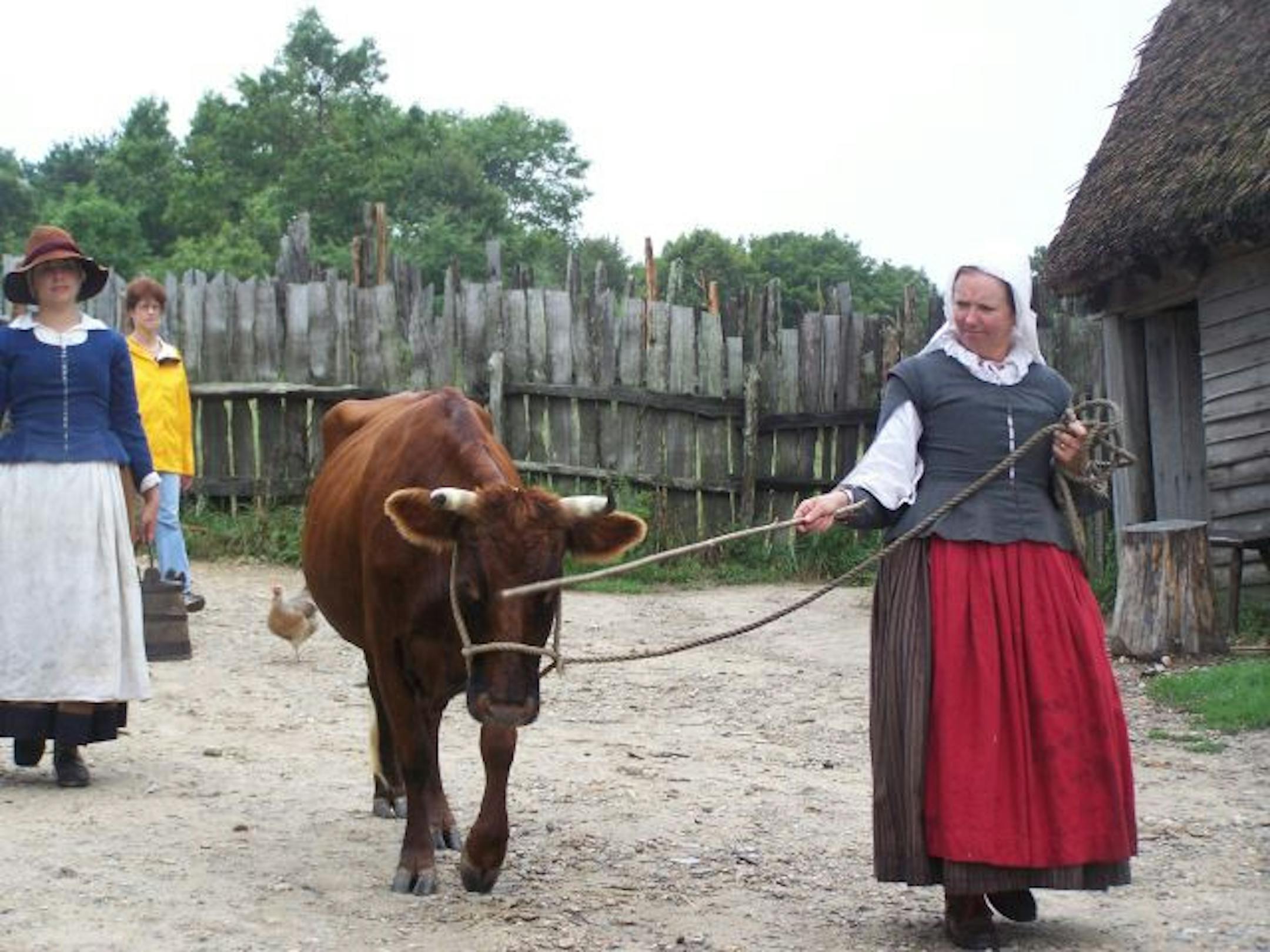 The character Hester Cooke leads a cow to pasture at Plimoth Plantation in Plymouth, Mass.
