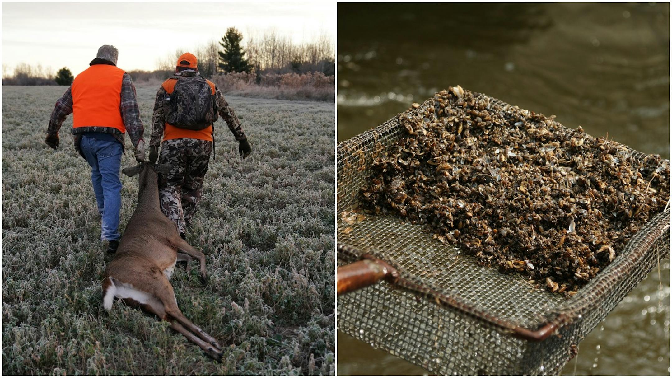 Minnesota's deer hunting tradition is threatened by shrinking numbers of hunters and faltering license sales, and disease is also playing a role. Zebra mussels (right) are a known quantity among conservation issues involving Minnesota's waters. So are spiny water fleas and Asian carp, all invasive species that present challenges to the state's lakes and rivers.