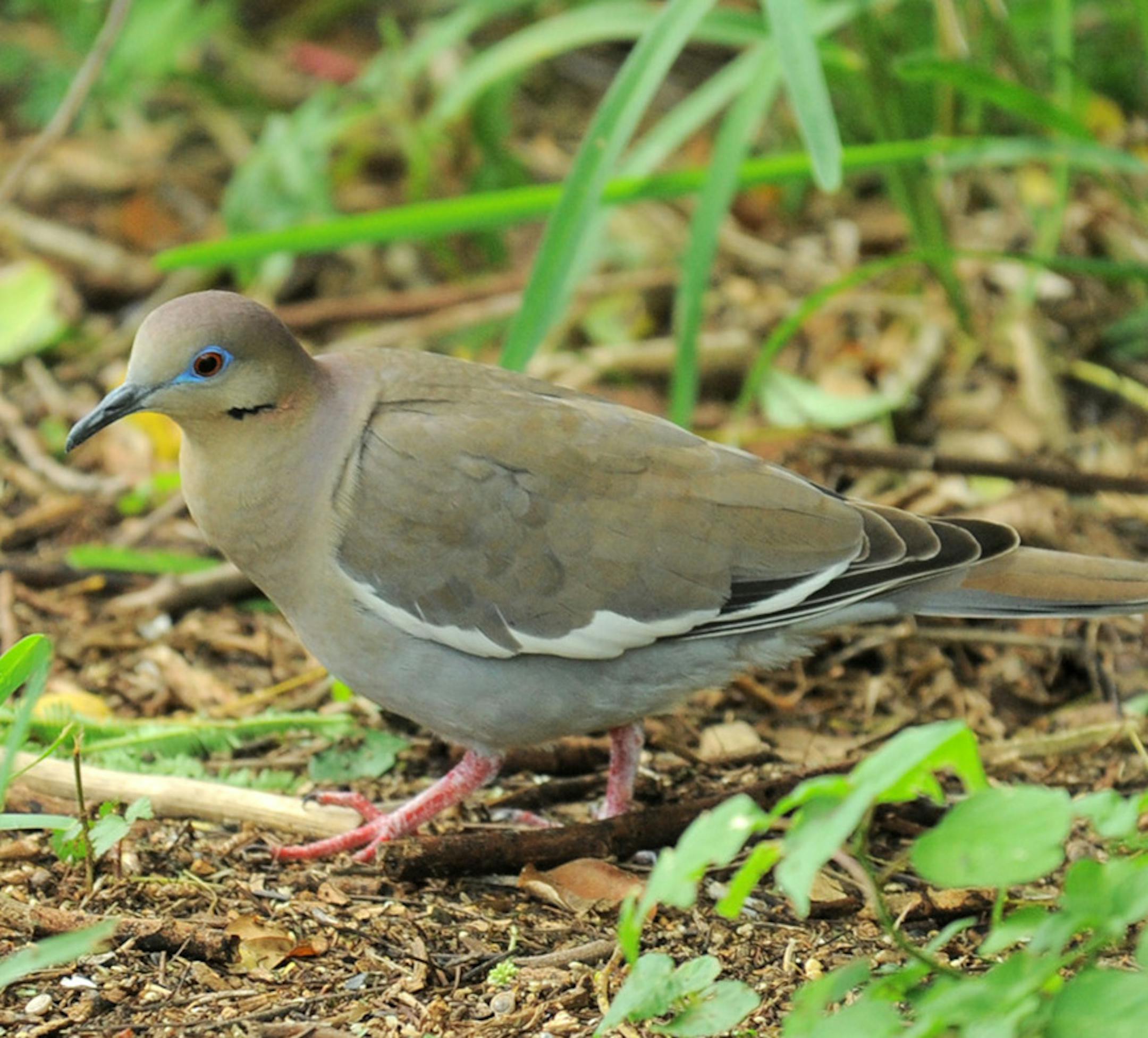 White-winged Dove, fewer than two dozen reports, majority of them in the spring, range southwest and southern Florida credit: Jim Williams, Special to the Star Tribune