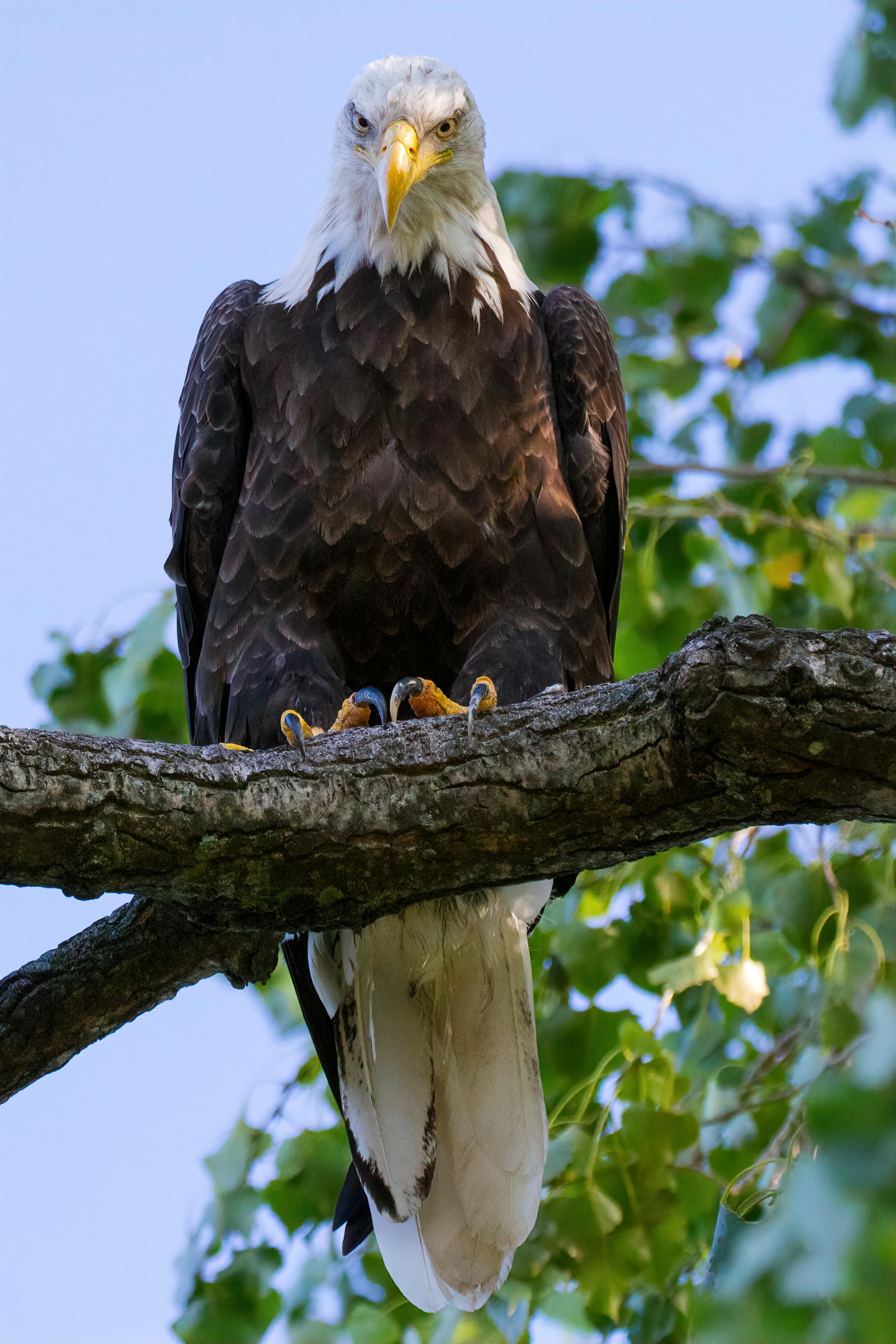 An eagle perched on a large tree branch looking straight ahead.