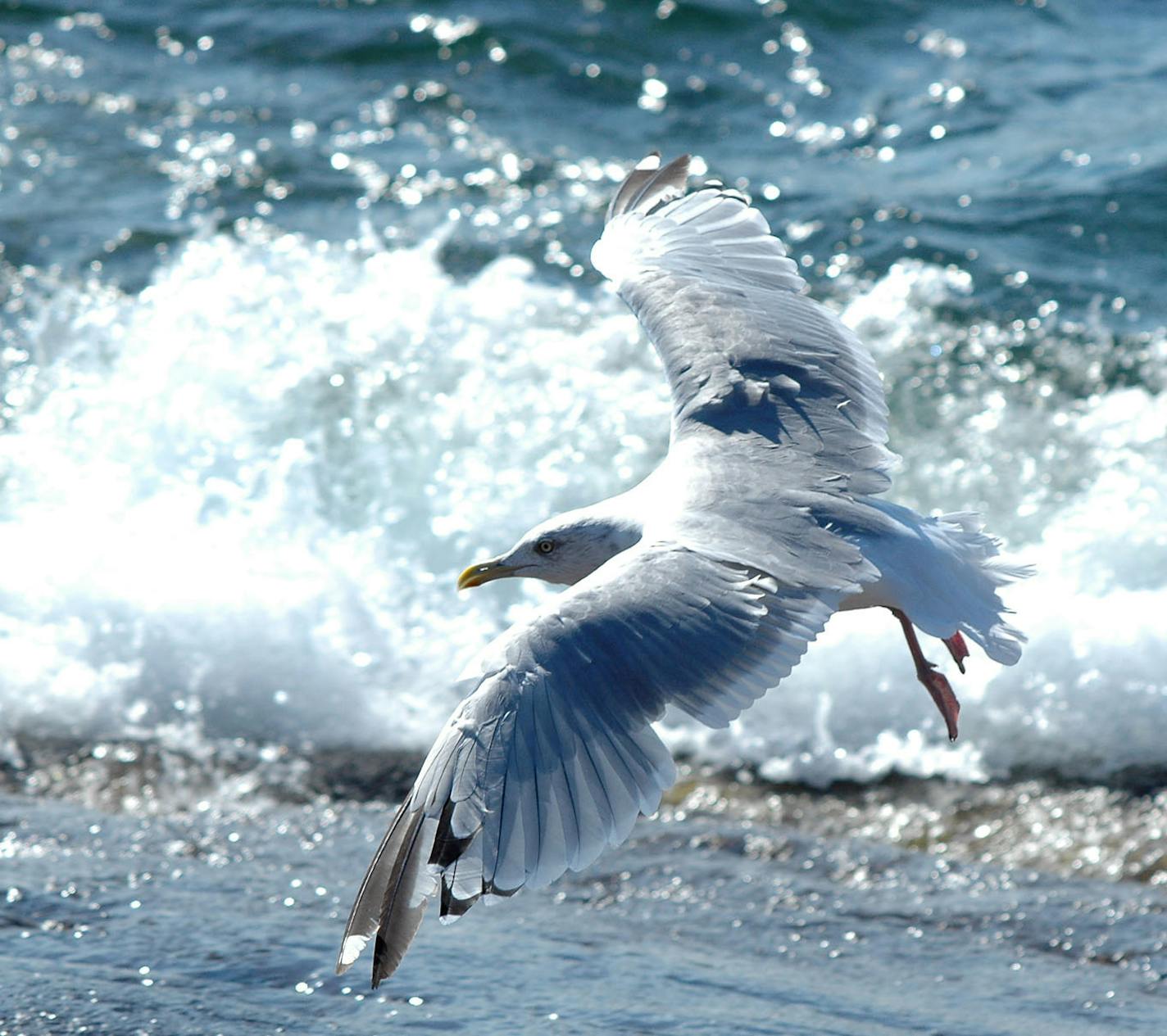 Herring gulls don't need seas to hang out; any open body of water will do so long as there's a place to roost for the night.