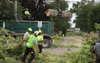 A crew from the St. Paul parks and recreation department removed ash trees along Juno Avenue Thursday, Aug. 2, 2018, in St. Paul, MN.] DAVID JOLES &#x