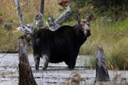 A cow moose is spotted on Isle Royale National Park.