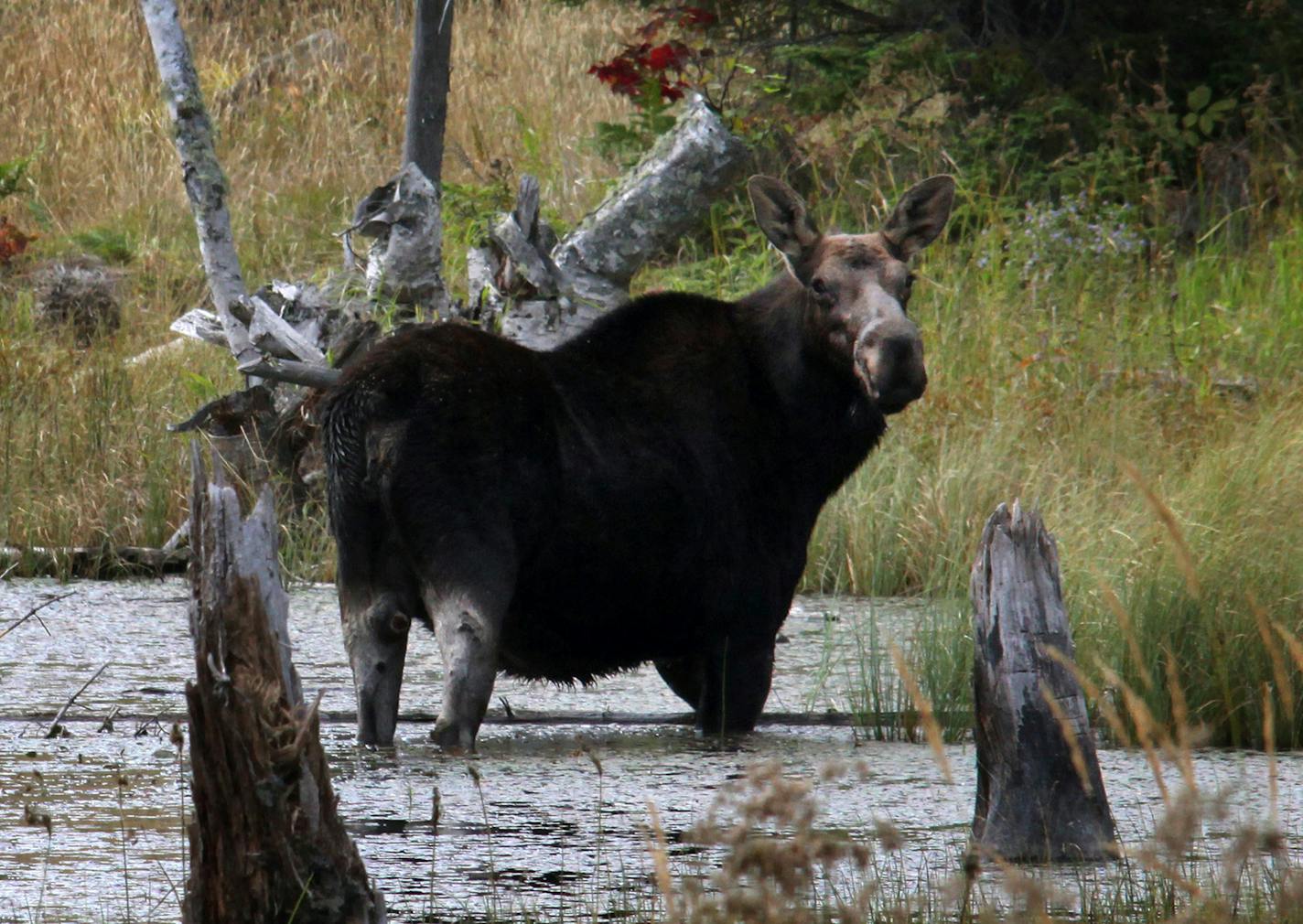 A cow moose is spotted on Isle Royale National Park.