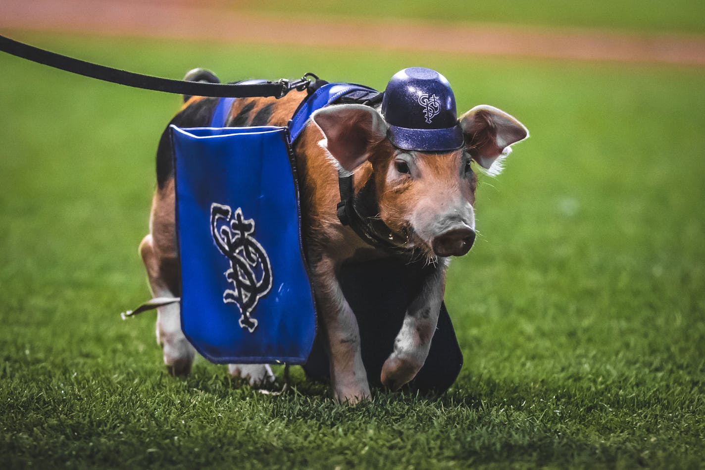 Photo: Rob Thompson The 2020 St. Paul Saints pig mascot: This Little Piggy Stayed Home