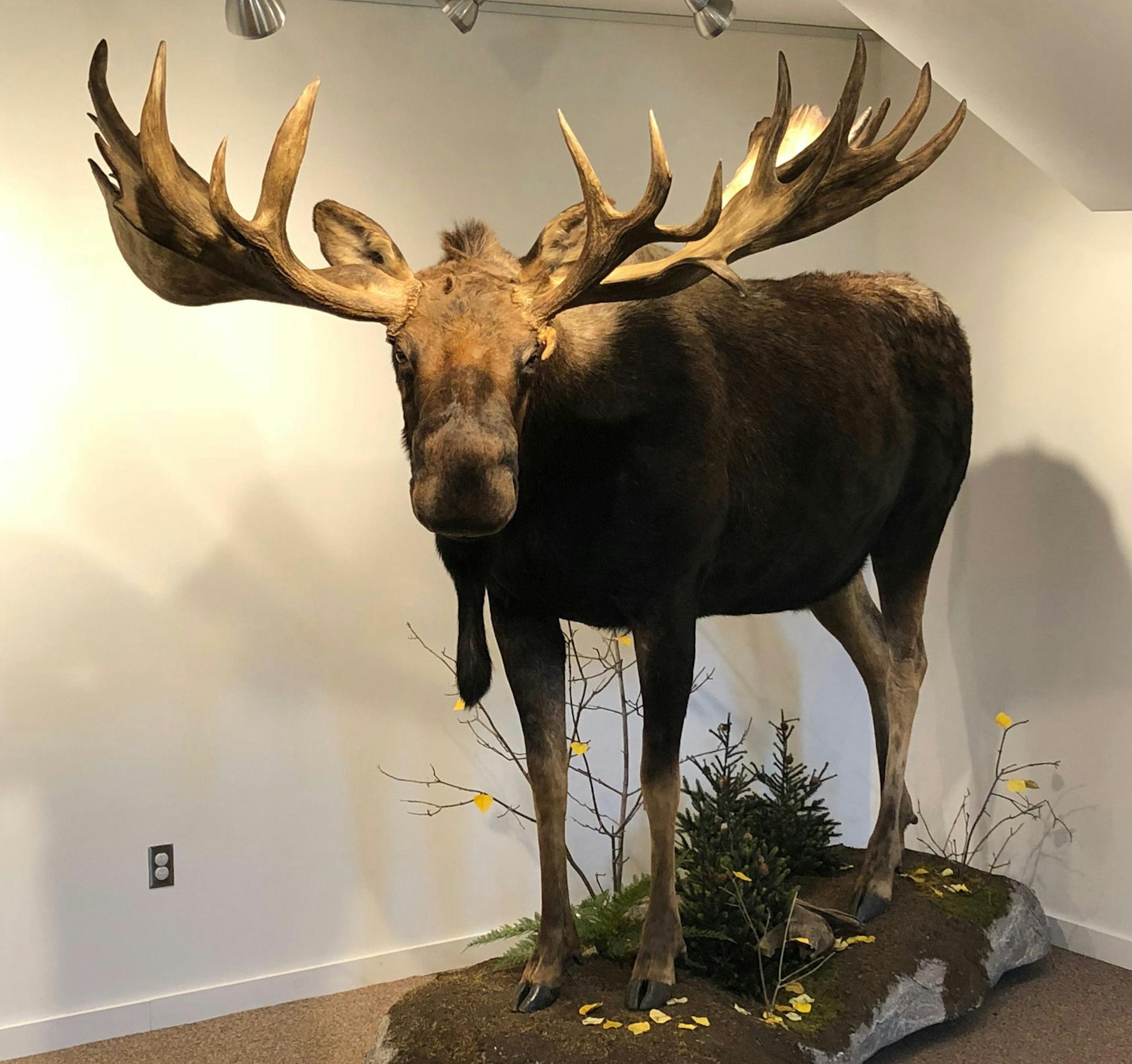 The record bull moose now rests at the International Wolf Center.