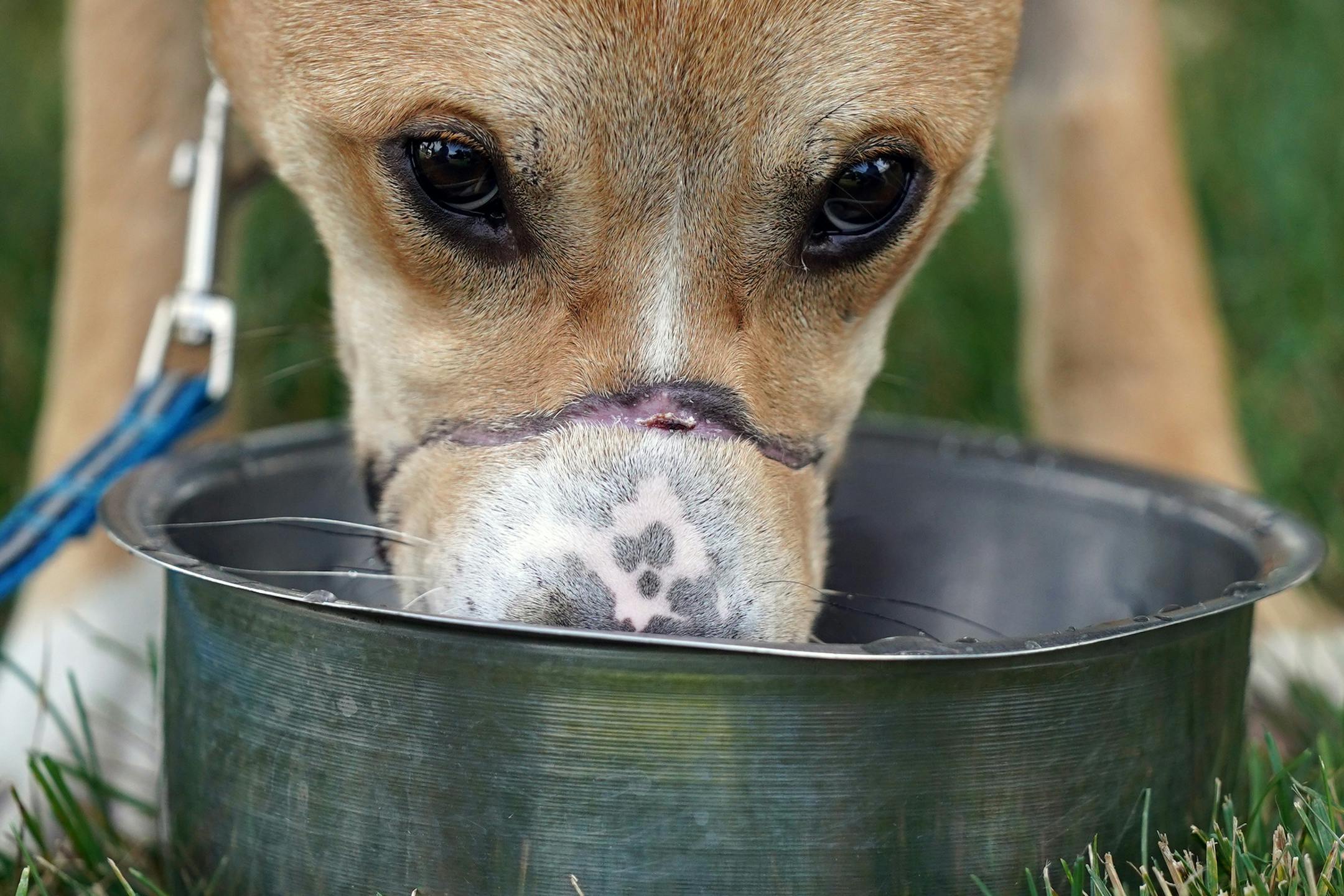 Riptide, a 1-year-old herding mix found in July in St. Paul with a zip tie around his mouth and a severely injured back leg, got a drink of water Wednesday as he was transferred from the Rescued Pets Are Wonderful group in Blain to Fun Fur Pets for further rehabilitation before he's able to adopted. ] ANTHONY SOUFFLE • anthony.souffle@startribune.com Mufasa, a mastiff mix found injured and emaciated in February outside an apartment building, got a reunion with Maplewood police officer Markese Be