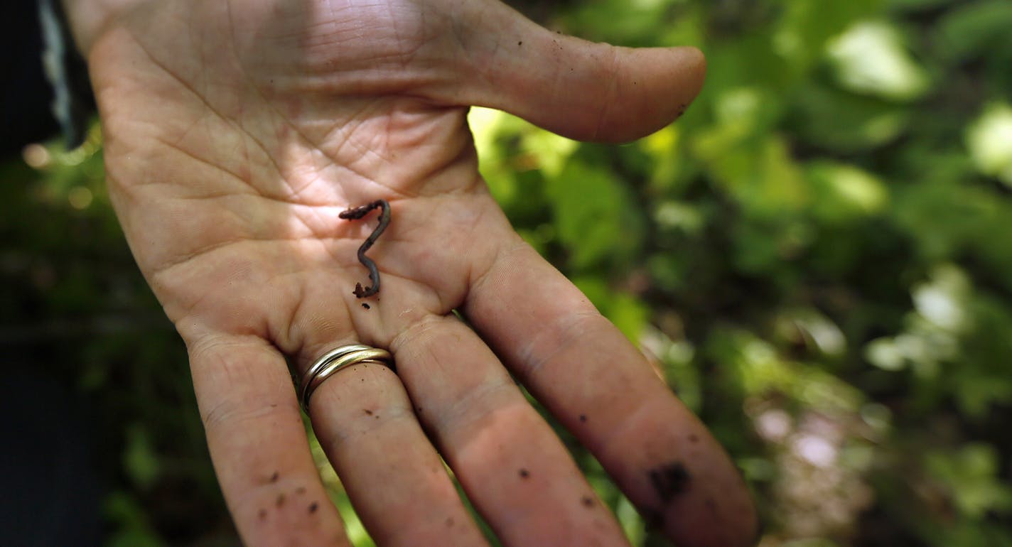 University of Minnesota Ph.D. Student David Chaffin has spent the past two summers counting temperate tree species and the extent of earthworm invasion in the BWCA wilderness. Here, Chaffin holds a juvenile Lumbricus Rubellus, one of the most damaging worm species to the forest floor. ] BRIAN PETERSON &#x201a;&#xc4;&#xa2; brianp@startribune.com BWCA, MN - 08/16//2013