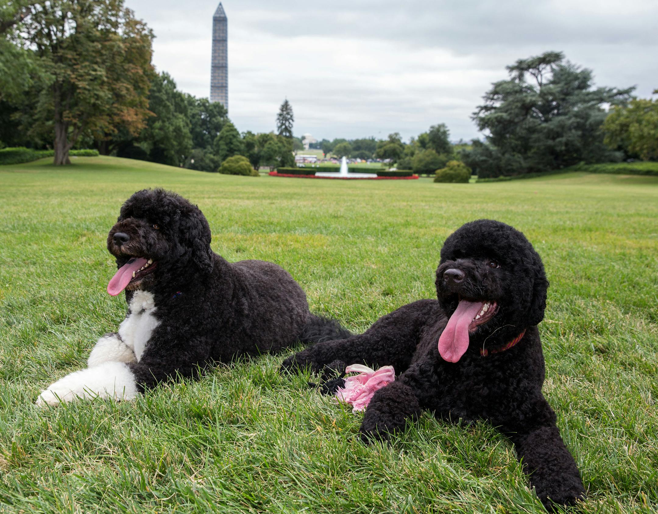 In this image released by The White House, Bo, left, and Sunny, the Obama family dogs, on the South Lawn of the White House, Monday, Aug. 19, 2013. The White House says the Obamas have added Sunny, a Portuguese Water Dog like Bo, to the first family. Sunny was born last June in Michigan and arrived at the White House on Monday. (AP Photo/The White House, Pete Souza)