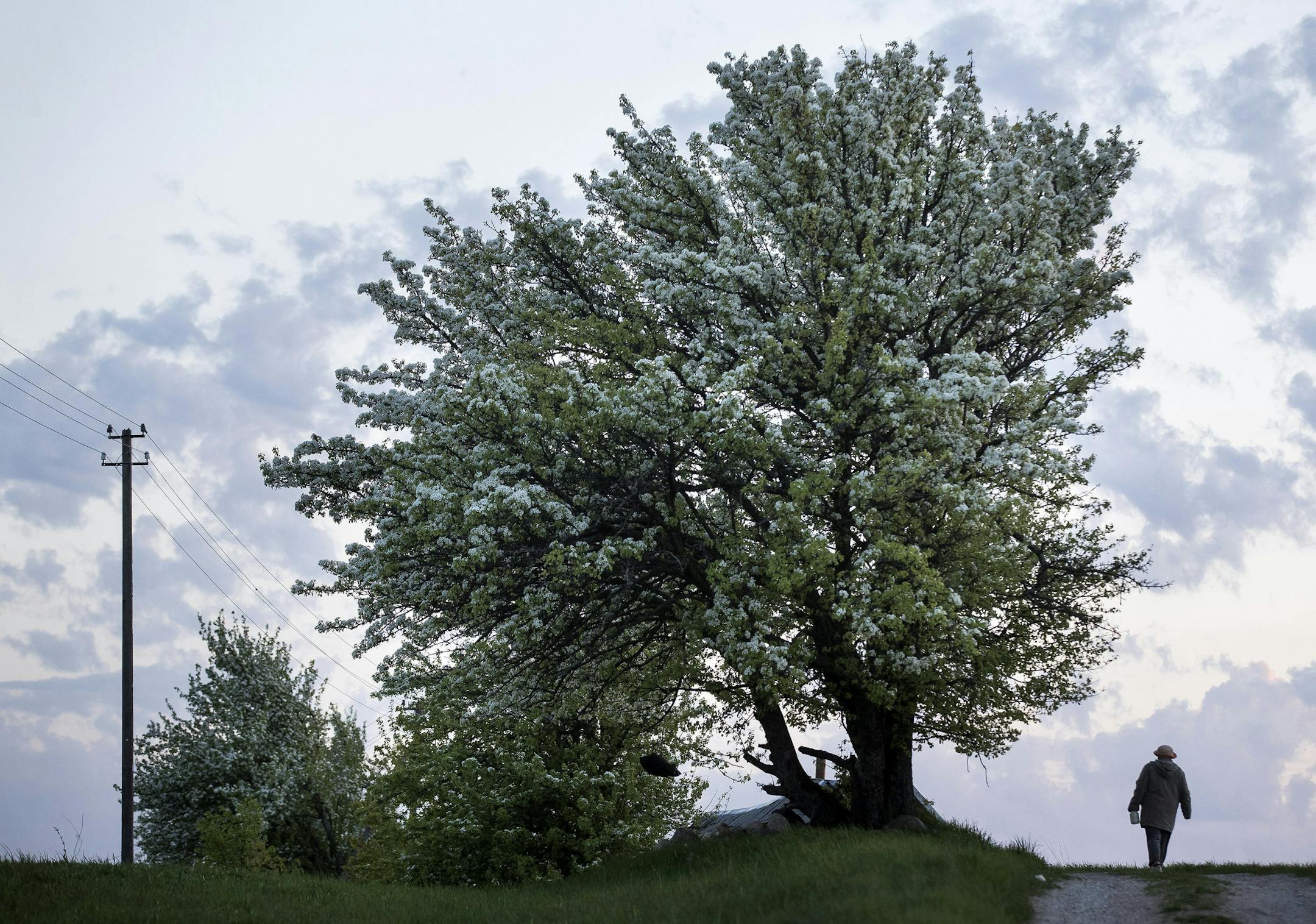 A woman walks past a blooming pear tree near the town of Ignalina, some 120km (74,5 miles) north of the capital Vilnius, Lithuania, Monday, Friday 4, 2018. (AP Photo/Mindaugas Kulbis)