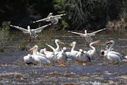A flock of pelicans congregated at Chambers Grove Park on the St. Louis River in 2022. 