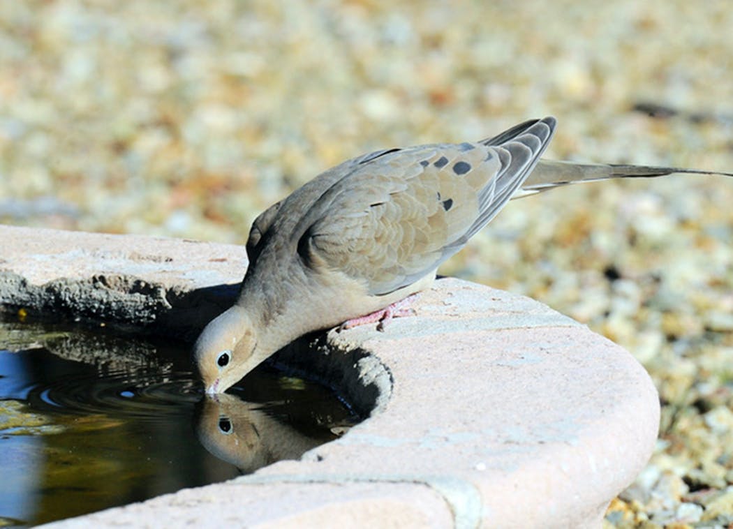 Mourning doves relish a birdbath.