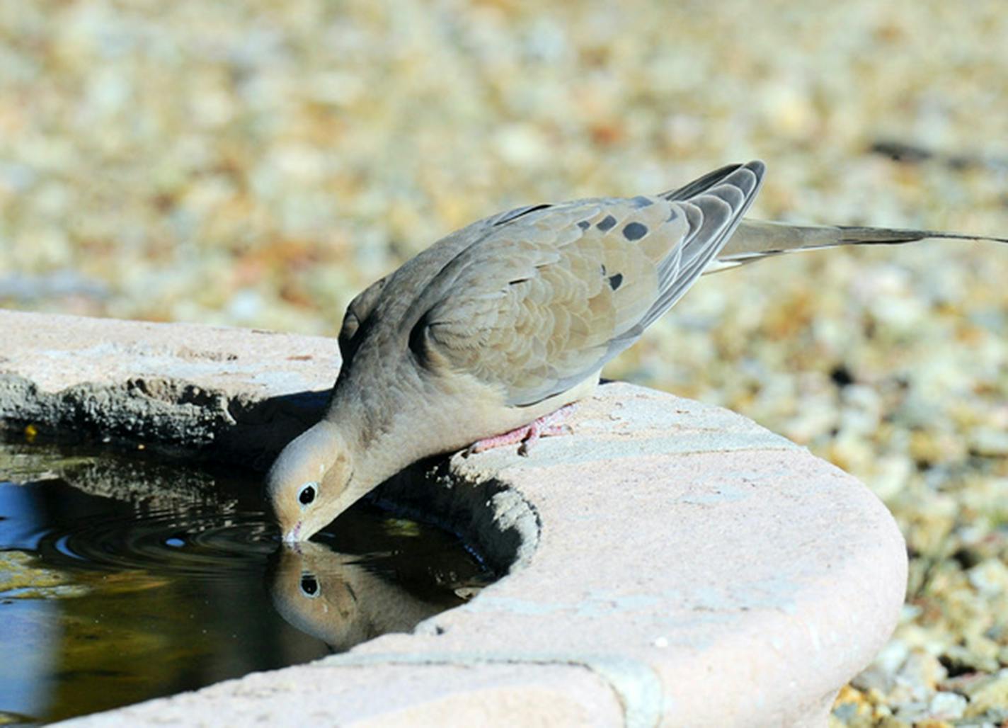 A mourning dove leans in for a drink at a bird bath.