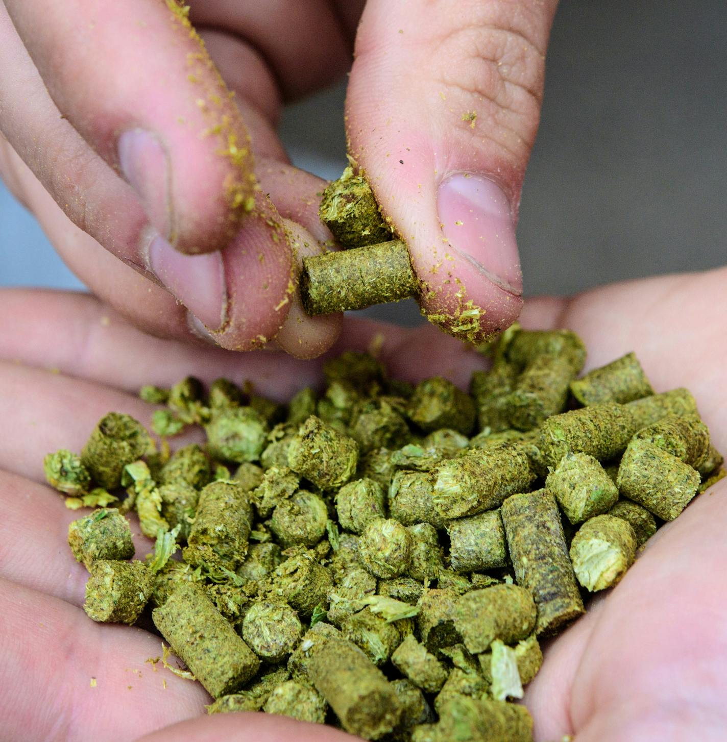 Hop pellets or pelletized hops. ] GLEN STUBBE * gstubbe@startribune.com Monday, June 13, 2016, Eric Sannerud and Ben Boo are cofounders of Mighty Axe Hops. Minnesota's booming craft beer industry has created a huge demand for hops, an ingredient that provides bitter, citric or zesty flavors. Brewers are increasingly interested in local sources of hops, which grow on tall vines and are harvested in mid-August. One entrepreneur who planted his first 20 plants four years ago will grow 40,000 this y