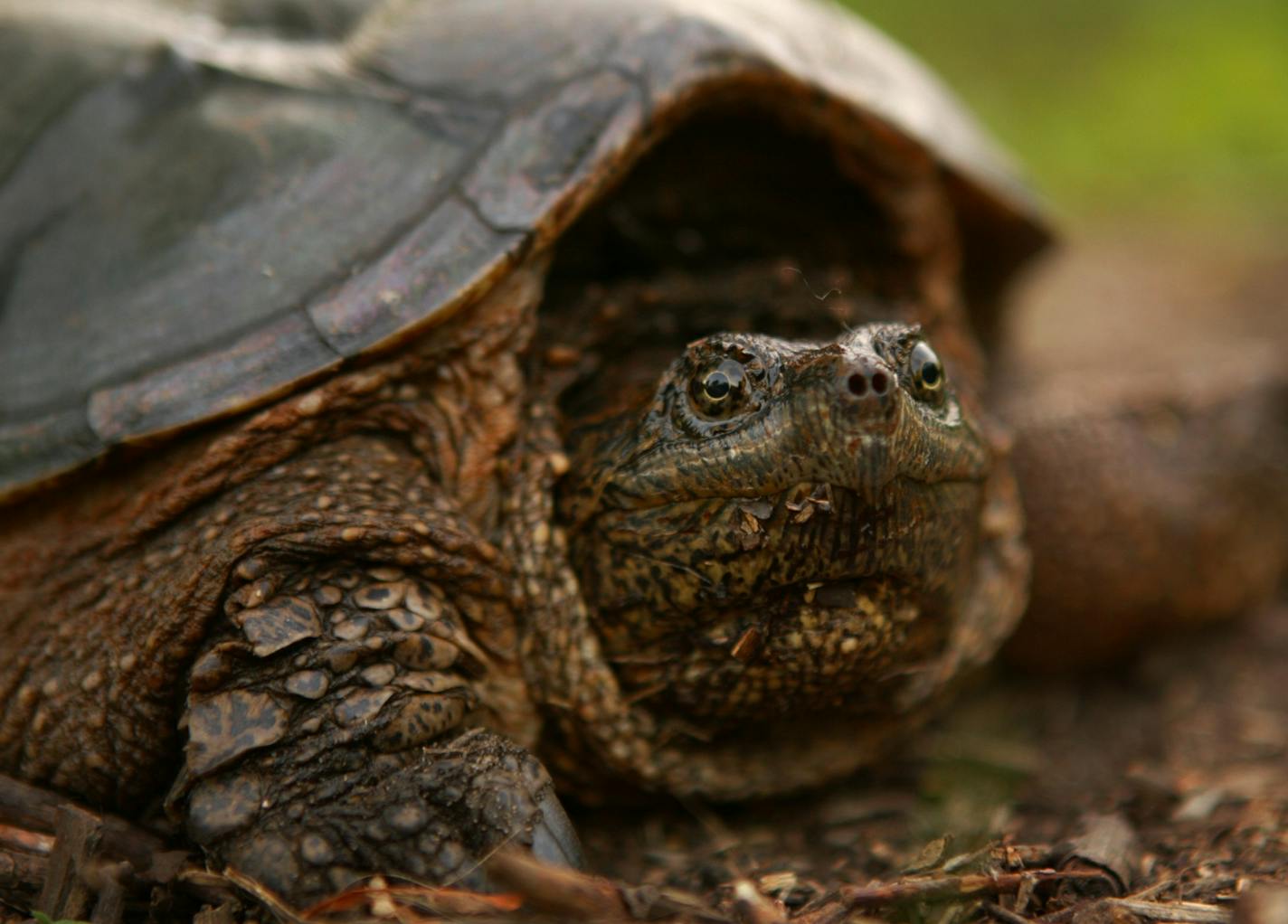 A large female snapping turtle, likely looking for a place to lay her eggs, just off the west loop hiking trail at Springbrook Nature Center Thursday evening. GENERAL INFORMATION: FRIDLEY - 6/19/03 - City budget cuts threaten to close the Springbrook Nature Center in Fridley, a gem of a nature preserve on the north end of the city. The 127 acre park is home to 350 plant species, as well as a range of critters.