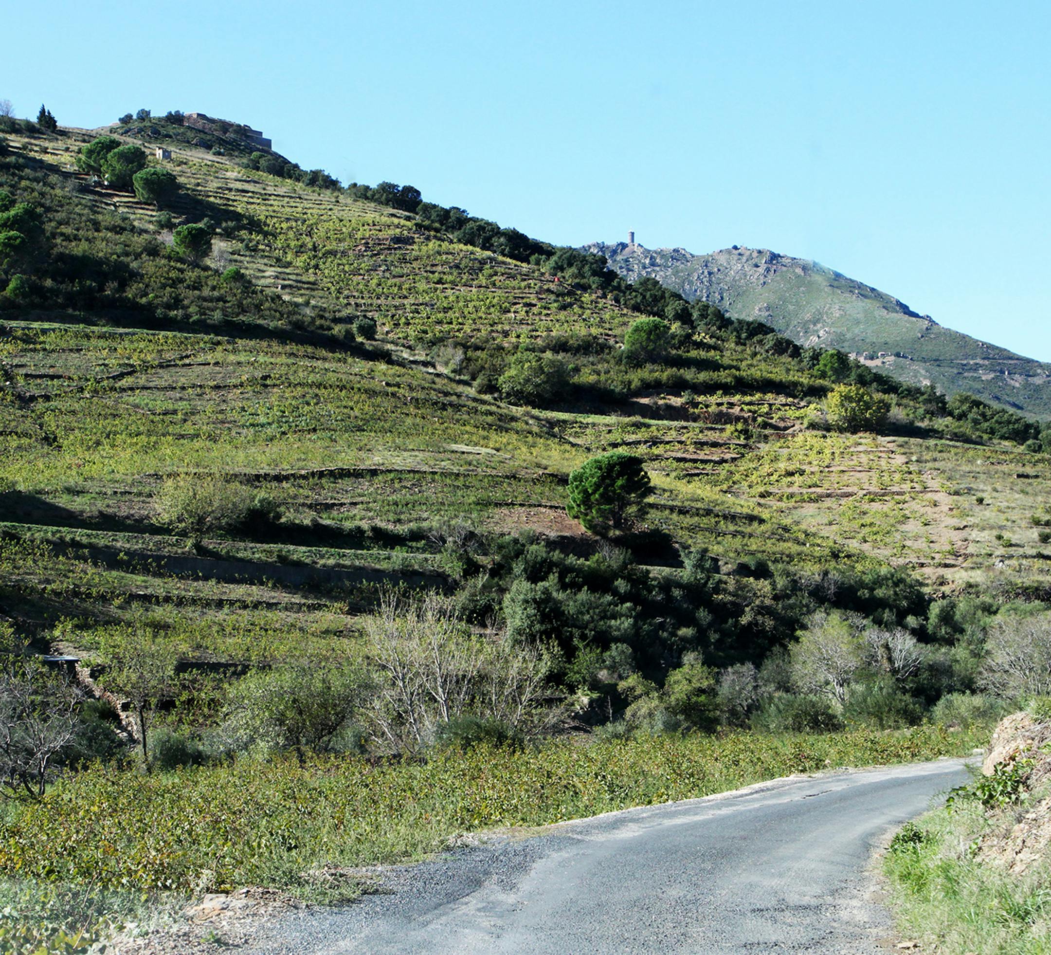 ‚Äúthe rugged terrain of Olney‚Äôs Provence. Mary Jo Hoffman, Special to the Star Tribune