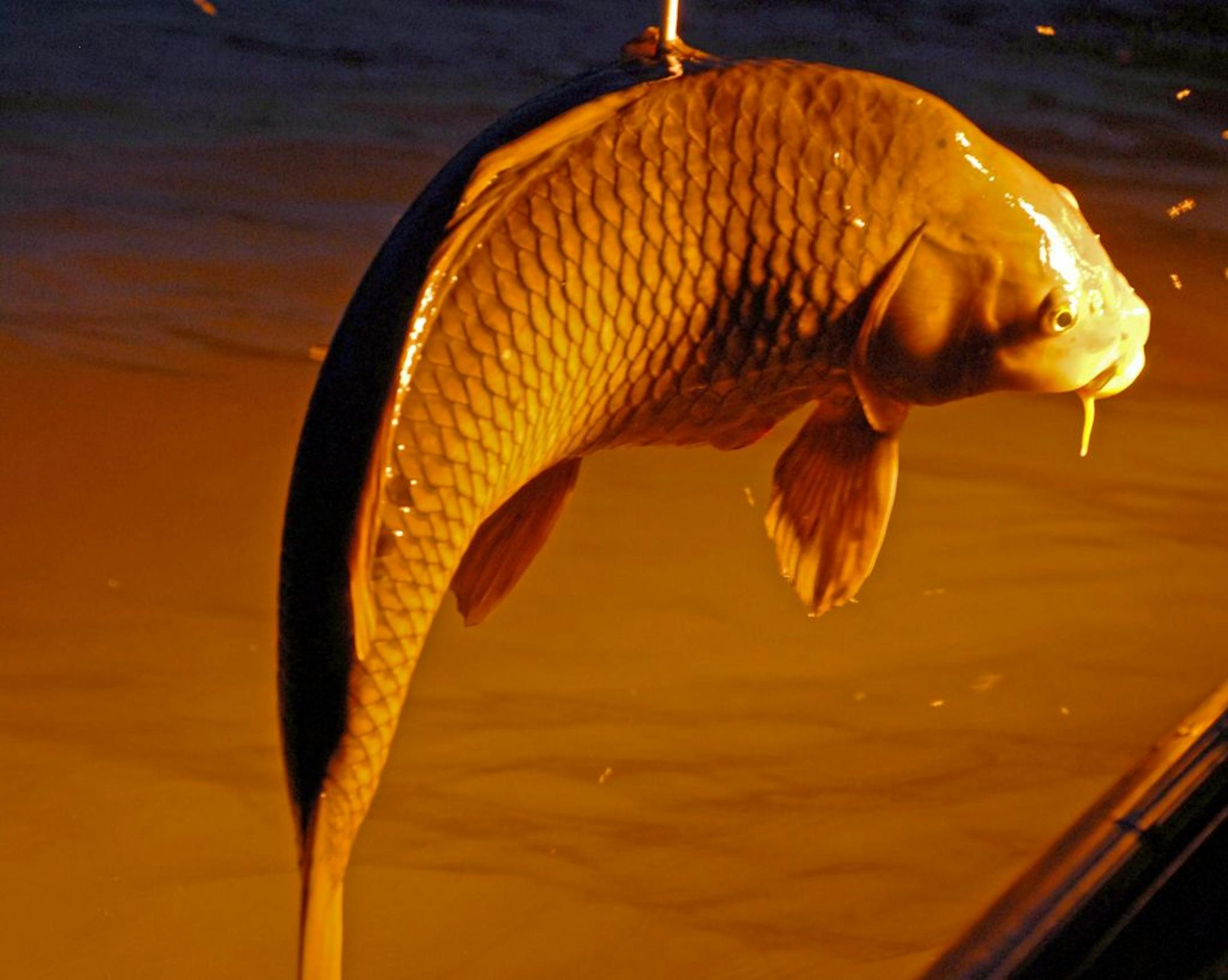 Imported to the U.S. in the late 1800s and intended to provide excellent table fare, the common carp has instead become an unwanted guest, muddying lakes and rivers and ruining aquatic habitat. This carp fell prey to a bowfisherman Tuesday night, and was caught in the bright starboard lights of a boat specially designed and built for that sport.