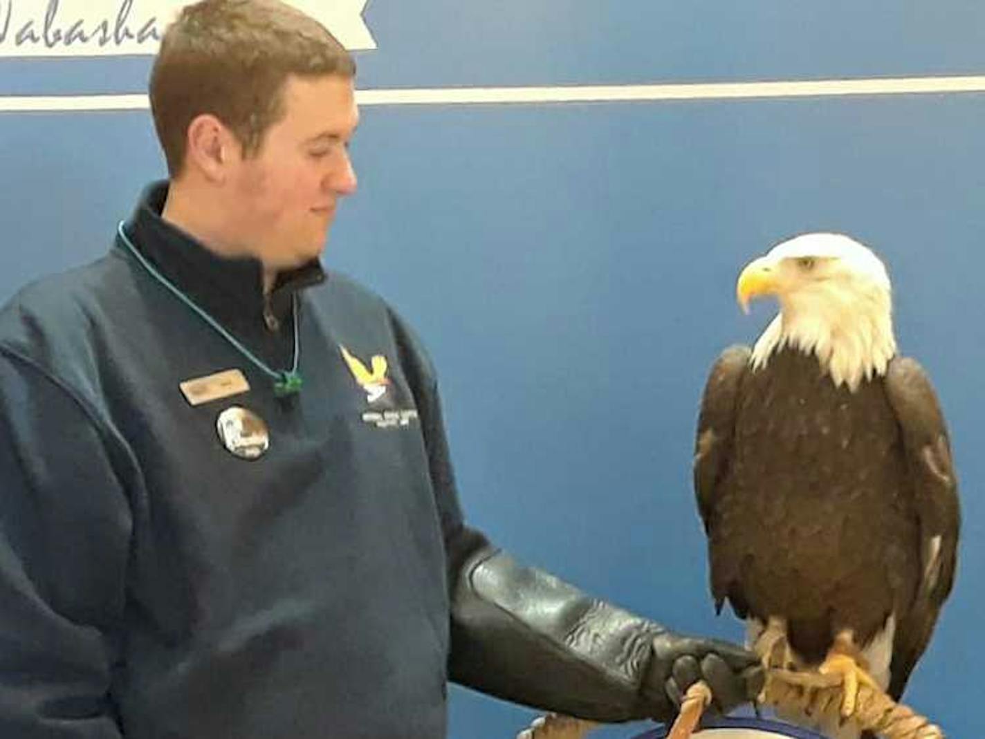 Jarod Lueck (cq), avian care assistant manager at the Eagle Center, watches Angel, an 18-year-old female eagle that has been with the National Eagle center since she was one.