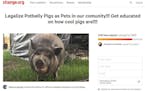 A petition to legalize potbellied pig in Brooklyn Park created by resident Rebecca Buckley.
