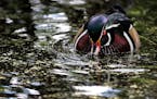 The colorful plumage of a drake wood duck feeding on duck weed grows in intensity with the sunny, cool temps of fall in Loring Park Thursday, Sept. 29