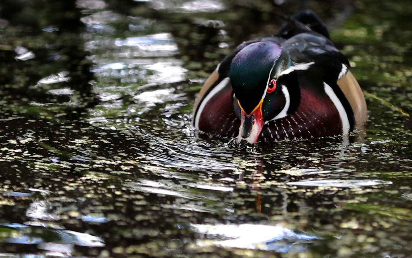 The colorful plumage of a drake wood duck feeding on duck weed grows in intensity with the sunny, cool temps of fall in Loring Park Thursday, Sept. 29, 2016, in Minneapolis, MN.](DAVID JOLES/STARTRIBUNE)djoles@startribune.com Signs of fall in Loring Park.