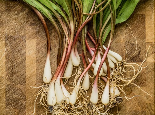 Fresh wild ramps (leeks) on a cutting board